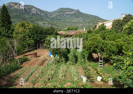 Gemüsegarten und Obstgarten mit Bergen im Hintergrund Soller Mallorca Spanien. Stockfoto