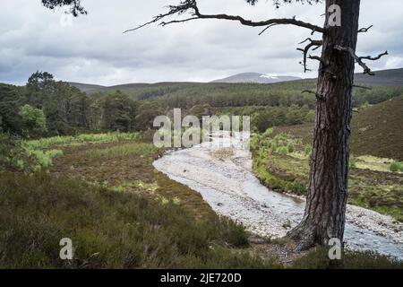 River Quoich und Woodland Regeneration auf Mar Lodge Estate in der Nähe von Braemar. Cairngomes National Park Schottland Stockfoto