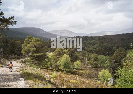 Waldregeneration auf dem Mar Lodge Estate in der Nähe von Braemar. Cairngomes National Park Schottland Stockfoto