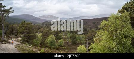 Waldregeneration auf dem Mar Lodge Estate in der Nähe von Braemar. Cairngomes National Park Schottland Stockfoto