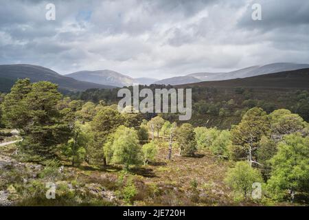 Waldregeneration auf dem Mar Lodge Estate in der Nähe von Braemar. Cairngomes National Park Schottland Stockfoto