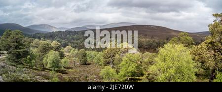 Waldregeneration auf dem Mar Lodge Estate in der Nähe von Braemar. Cairngomes National Park Schottland Stockfoto