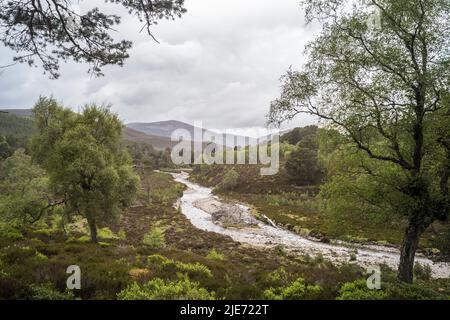 River Quoich und Woodland Regeneration auf Mar Lodge Estate in der Nähe von Braemar. Cairngomes National Park Schottland Stockfoto