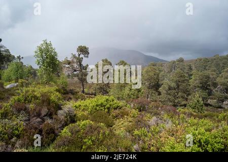 Waldregeneration auf dem Mar Lodge Estate in der Nähe von Braemar. Cairngomes National Park Schottland Stockfoto