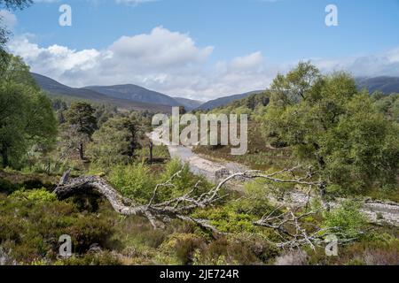 River Quoich und Woodland Regeneration auf Mar Lodge Estate in der Nähe von Braemar. Cairngomes National Park Schottland Stockfoto