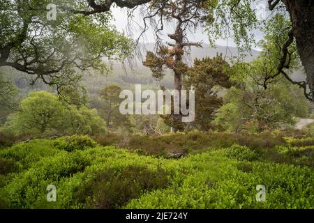 Waldregeneration auf dem Mar Lodge Estate in der Nähe von Braemar. Cairngomes National Park Schottland Stockfoto