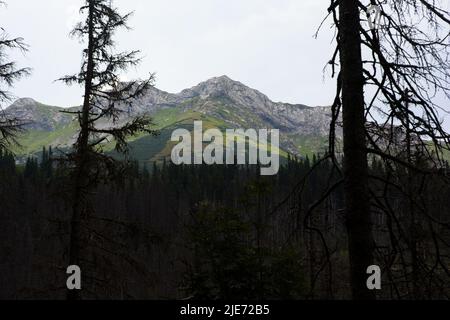 Blick auf die Belische Tatra von einem Pfad in der Nähe des Grünen Sees Stockfoto