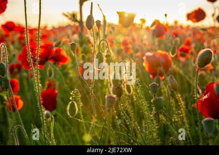 Blühende Mohnblumen bei Sonnenuntergang. Schöne rote Mohnblumen in einem Mohnfeld in den Strahlen der untergehenden Sonne. Klare Bildqualität. Stockfoto