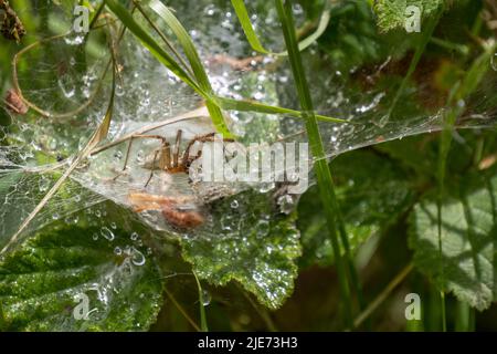 Spider Agelena labirynthica im Netz, mit Blick auf die Kamera. Stockfoto