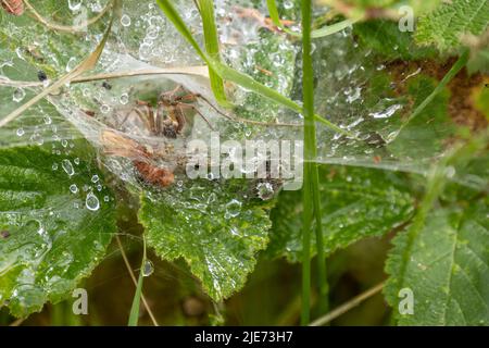 Spider Agelena labirynthica im Netz, Profil. Stockfoto