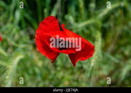 Blühende Mohnblumen bei Sonnenuntergang. Schöne rote Mohnblumen in einem Mohnfeld in den Strahlen der untergehenden Sonne. Klare Bildqualität. Stockfoto
