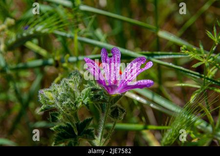 Nahaufnahme einer wilden Geranienblume mit Tau-Tropfen. Violette Wiesenblüte in den Strahlen der Morgensonne. Makrofoto. Stockfoto