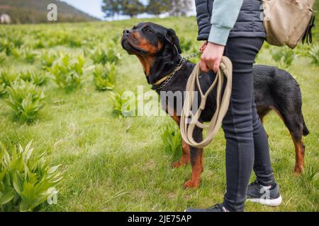 In der Nähe seines unbekannten jungen Mi. steht die Nahaufnahme eines schwarzen, mit Pedigreed ausgebildeten Hundefreundes der Rottweiler-Rasse mit einem Metallkragen und einer langen Leine in den Händen Stockfoto