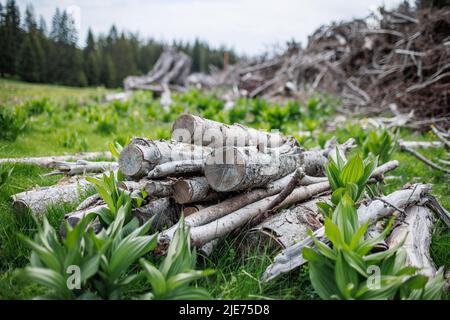 Gefällte trockene alte Baumstämme und viele dünne kleine gebrochene Äste liegen auf dickem grünen Frühlingsgras im Fichtenbergindustriewald Stockfoto