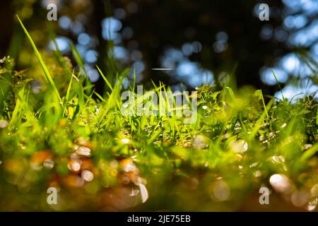 Defokussiert Gräser Hintergrundbild. Konzept der CO2-Netto-Null- oder CO2-Neutralität. Gräser vom Boden aus. Stockfoto