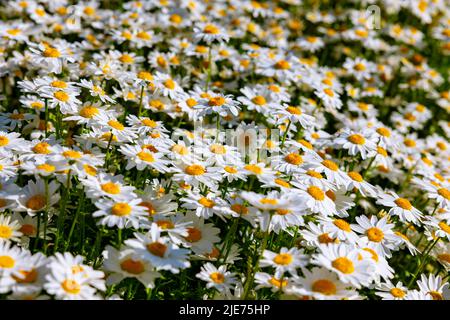 Gänseblümchen in Vollbildansicht. Natur oder Flora Hintergrundbild. Konzept der Frühjahrsblüte oder der Frühjahrsblüte. Stockfoto