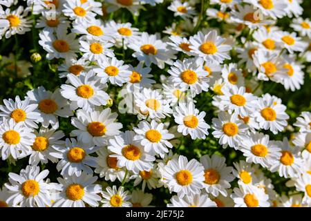 Nahaufnahme von Gänseblümchen oder Kamillen. Frühlingsblüte oder Frühlingsblüte Hintergrundbild. Stockfoto
