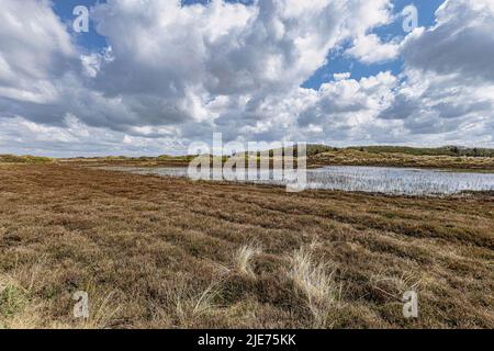 Blick auf eine Dünenlandschaft, Nationalpark der Slufter auf der Insel Texel, Niederlande Stockfoto