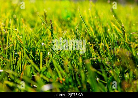Vollbilderansicht von Gräsern. Natur- oder Umgebungshintergrundfoto. Selektiver Fokus. Stockfoto
