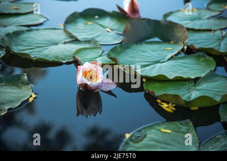 Schöne rosa Lotusblume auf dem Wasser. Hochwertige Fotos Stockfoto