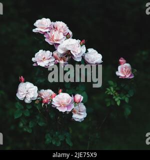 Die fernen Trommeln stiegen im Garten, eine seltene Schönheit, rosa Rosen im Dunkeln Stockfoto