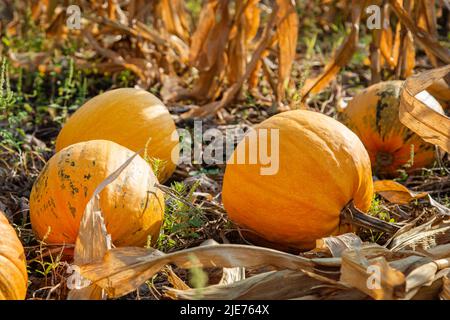 Gelbes Kürbisfeld bereit für die Ernte. Selektiver Fokus. Gelbe runde Kürbisse auf dem Hintergrund des Gemüsegartens und Maisgras, Erntezeit Stockfoto