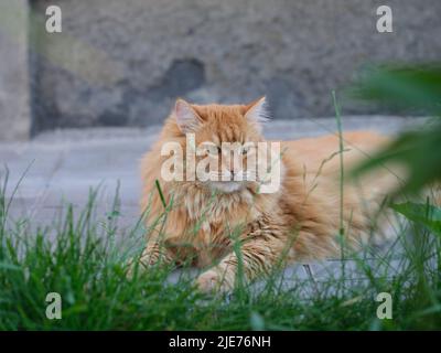 Ein Porträt einer Ingwerkatze, die draußen liegt und in die Ferne blickt. Nahaufnahme. Stockfoto