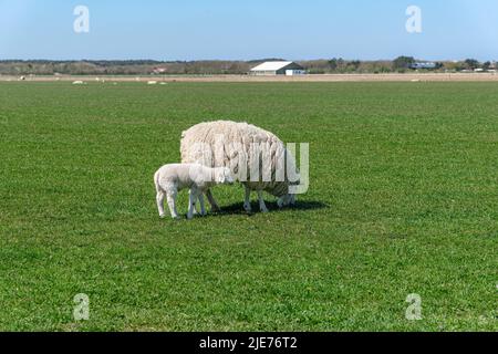 Schafe mit Lamm auf einem Grasfeld direkt hinter den Dünen auf der Insel Texel, Niederlande Stockfoto