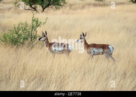 Pronghorn, (Antilocapra americana) Stockfoto