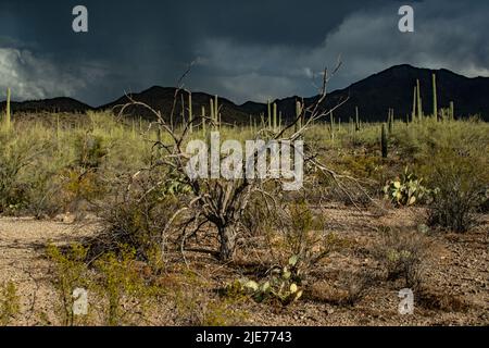 Ein Monsunsturm fegt über die sonoran Wüste Stockfoto