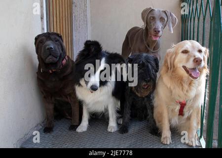 Fünf Hunde verschiedener Rassen neben der Haustüre, Sharpei, Border Collie, Schnauzer, Golden Retriever und Weimaraner Stockfoto