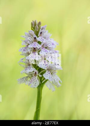 Heide gefleckte Orchidee alias Dactylorhiza maculata. Stockfoto