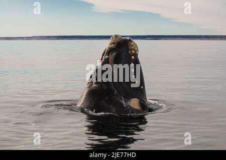 Right Whale Jumping , Eubalaena Autralis, glacialis, Patagonien , Peninsula Valdes, Patagonien, Argentinien. Stockfoto