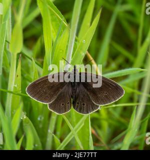 Ringel-Schmetterling aka Aphantopus hyperantus. Stockfoto