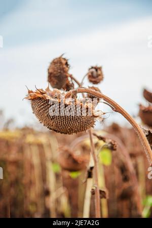 Sonnenblumenernte. Trockene reife Sonnenblumen Nahaufnahme Detail, blau hellen Himmel und Feld weich verschwommen Hintergrund Stockfoto