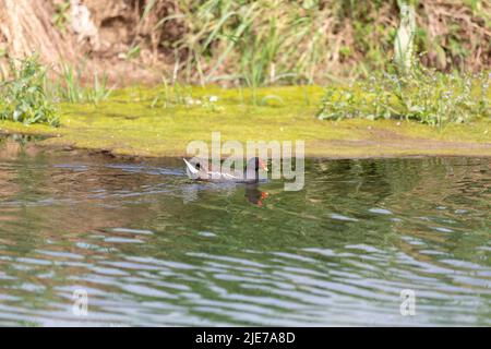 Die Moorhuhn (Gallinula chloropus), auch bekannt als Wasserhuhn oder Sumpfhuhn, ist eine Vogelart aus der Familie der Rallidae. Stockfoto