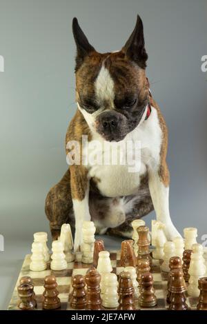 Lustige Boston Terrier spielen Schach o grauen Hintergrund Stockfoto