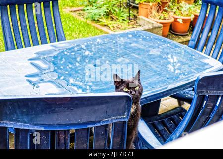 Kater Mufin im Fenster von Garten. Stockfoto