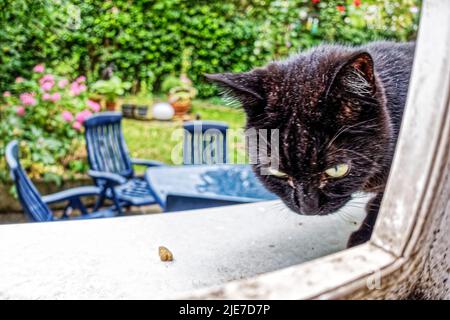 Kater Mufin im Fenster von Garten. Stockfoto