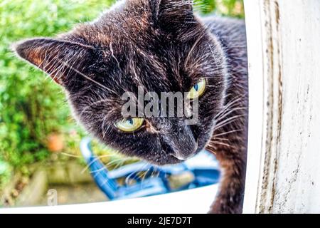 Kater Mufin im Fenster von Garten. Stockfoto