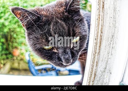 Kater Mufin im Fenster von Garten. Stockfoto