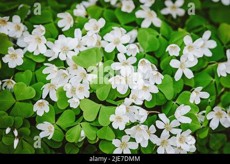 Holz-Sauerampfer blüht im Frühling mit weißen Blüten, Oxalis acetosella, irischem Kleeblatt Stockfoto