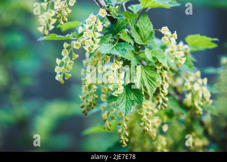 Rote Johannisbeerblüte, blühender Gartenstrohbusch, europäische rote Johannisbeere, kultivierte rote Johannisbeerblüten am Ast Stockfoto