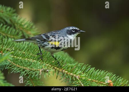 Männlicher Gelbwühlensänger in Alaska Stockfoto