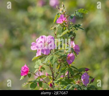 Alaska-Wildrose, Stachelrose, Rosa Acicularis Stockfoto