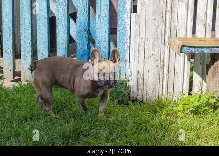 Neugierig Brown französisch Bulldogge Jagd, sehr hübsch französisch Bulldogge spielen Stockfoto