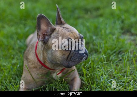 Cute Französisch Bulldog Mädchen ruht im Gras. Sommer auf dem Land Stockfoto