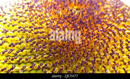 Sonnenblumen Nahaufnahme Blütenblumen Sommer Frühling Sonnenschein Kern einer wunderschönen Sonnenblumen Bild Hintergrund Vorlage Stockfoto
