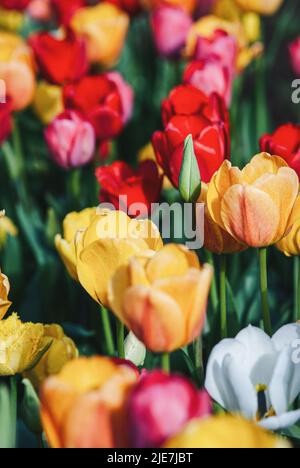 Tulpen blühen im Frühlingsgarten, Frühlingsblumen Hintergrund Stockfoto