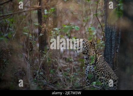 Leopard cub Stockfoto